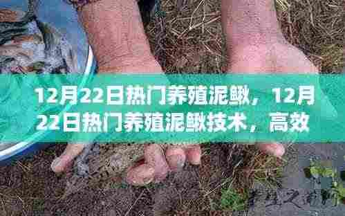 12月22日热门养殖泥鳅技术揭秘,高效可持续的泥鳅养殖业新趋势