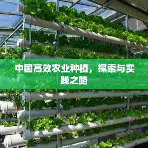 中国高效农业种植，探索与实践之路