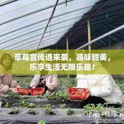 草莓宣传语来袭,品味甜美,乐享生活无限乐趣!