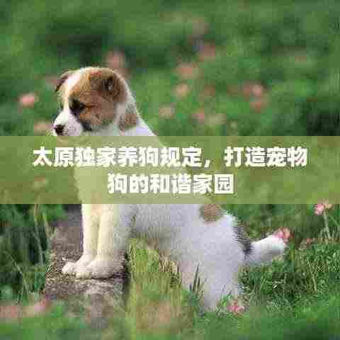 太原独家养狗规定,打造宠物狗的和谐家园