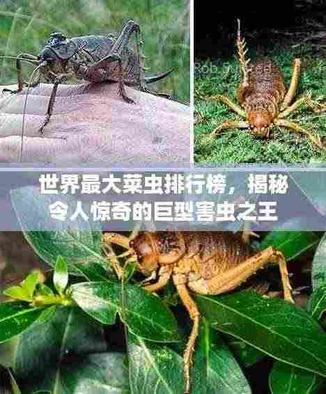 世界最大菜虫排行榜,揭秘令人惊奇的巨型害虫之王