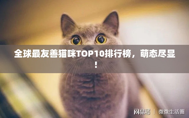 全球最友善猫咪TOP10排行榜,萌态尽显!