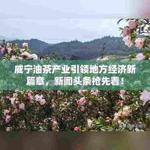 威宁油茶产业引领地方经济新篇章,新闻头条抢先看!