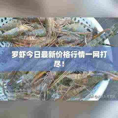 罗虾今日最新价格行情一网打尽!