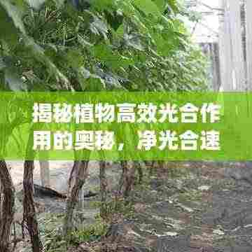 揭秘植物高效光合作用的奥秘,净光合速率专题解析