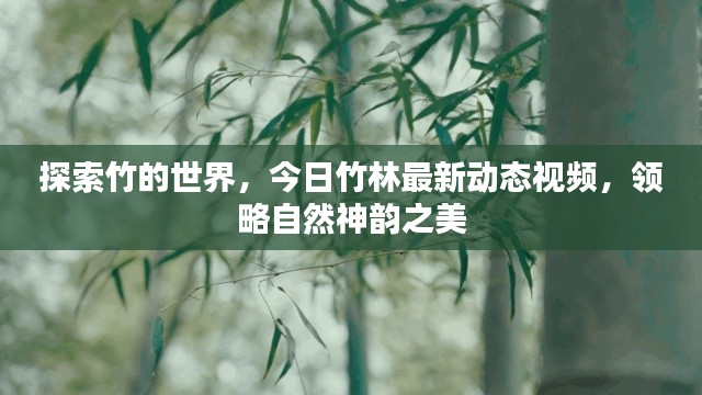探索竹的世界,今日竹林最新动态视频,领略自然神韵之美