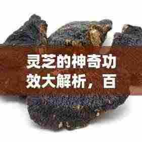 灵芝的神奇功效大解析,百度带你探索灵芝的奥秘!