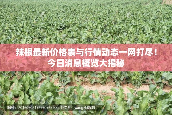 辣根最新价格表与行情动态一网打尽！今日消息概览大揭秘