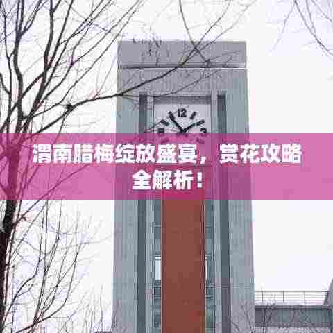 渭南腊梅绽放盛宴，赏花攻略全解析！