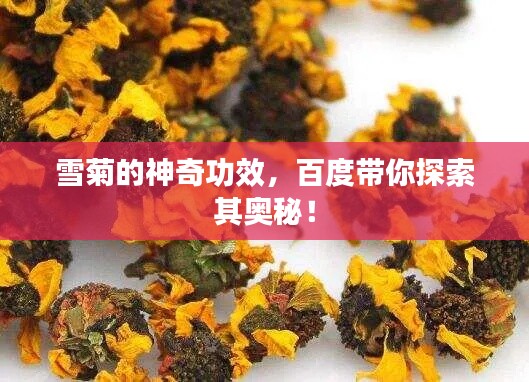 雪菊的神奇功效，百度带你探索其奥秘！