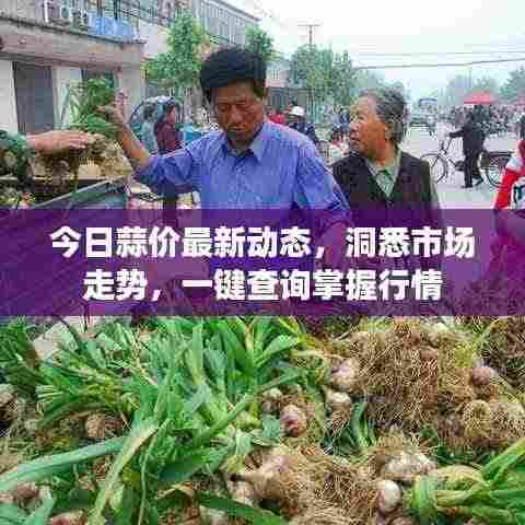 今日蒜价最新动态，洞悉市场走势，一键查询掌握行情